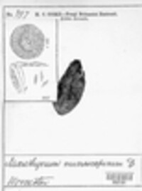 Microthyrium microscopicum image